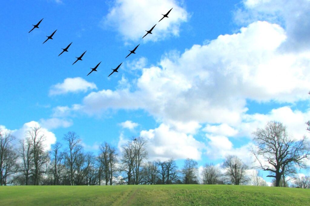 Des oiseaux migrateurs volant en formation en « V » 